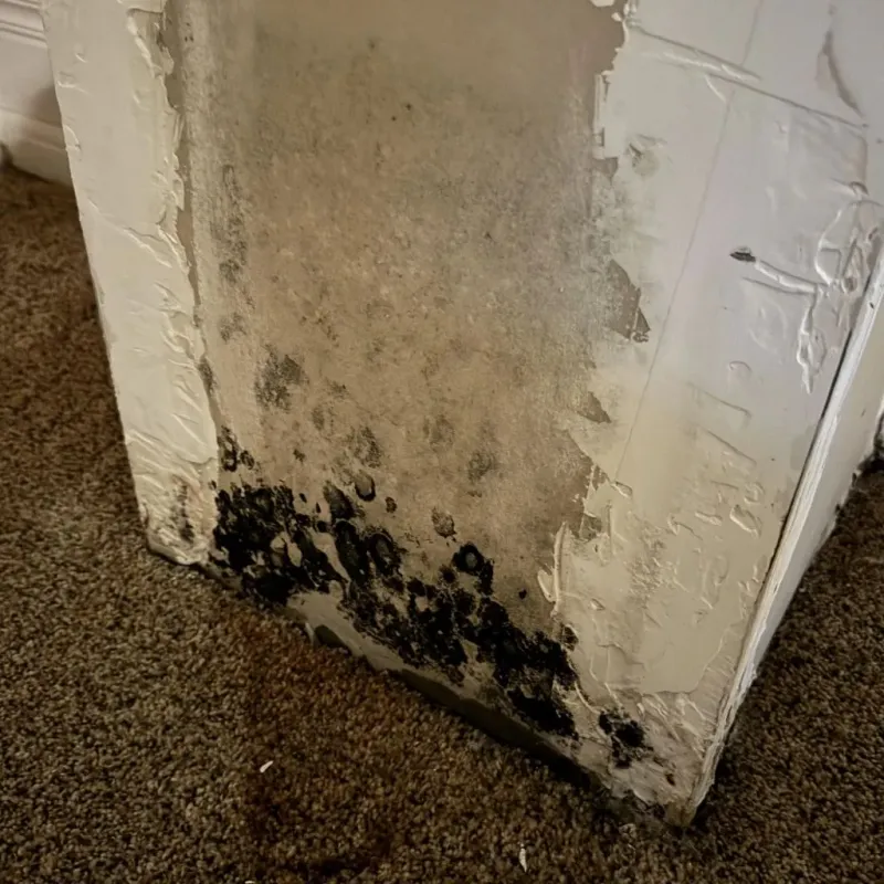 Professional Mold Removal in Emory, TX